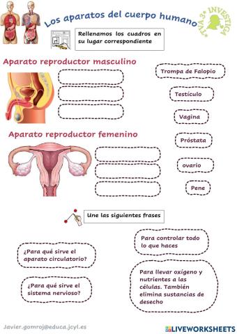 Los aparatos del cuerpo humano 2