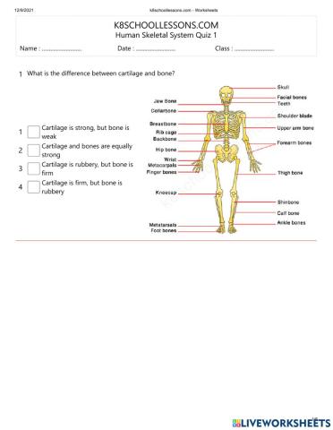 Human skeletal system