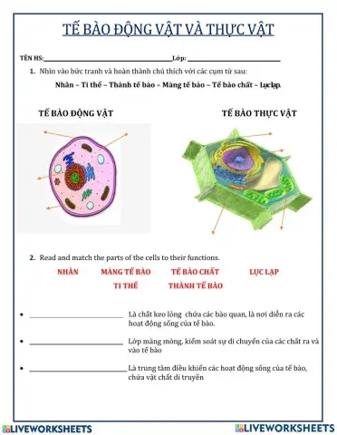 So sánh tế bào ĐT và TV