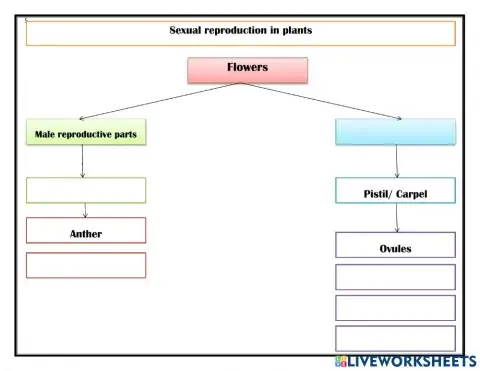Sexual reproduction in flowers