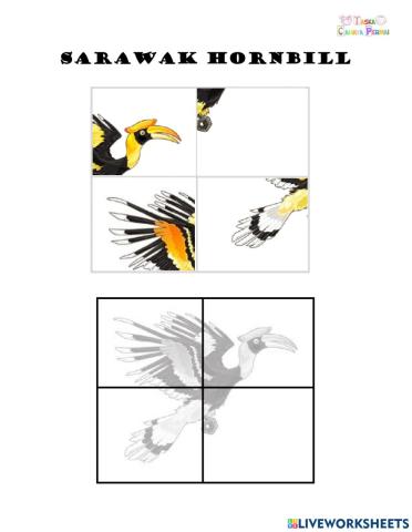 Sarawak Hornbill