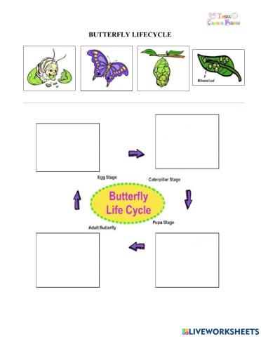 Butterfly lifecycle