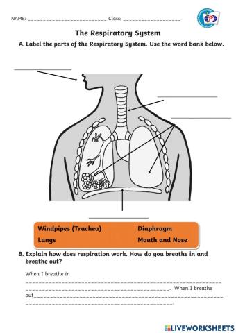 Respiratory System