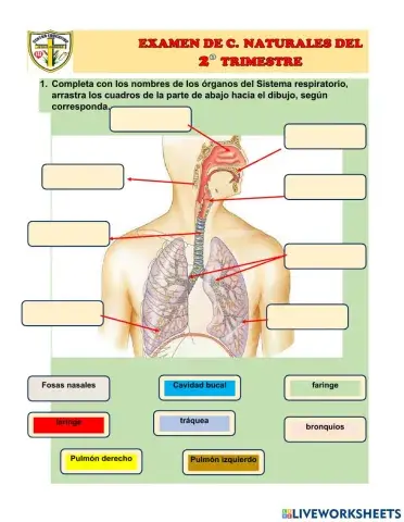 Examen de C. Naturales