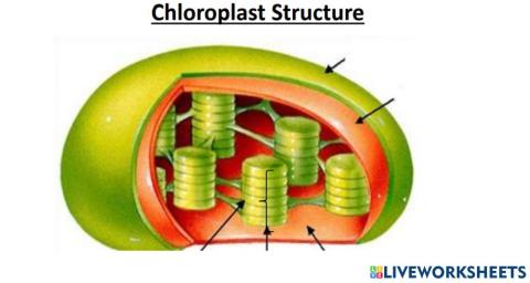 Structure of chloroplast