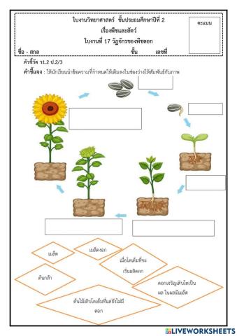 วิทยาศาสตร์ป.2 เรื่องพืช