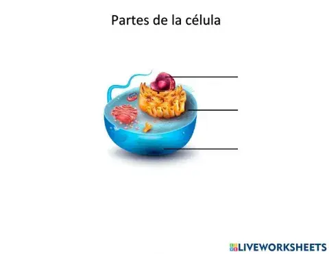 Partes de la célula