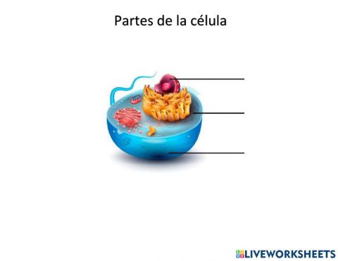 Partes de la célula