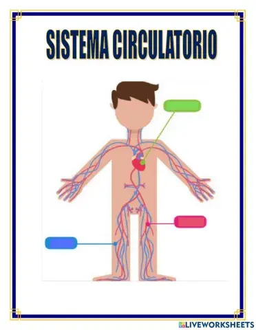 Sistema circulatorio