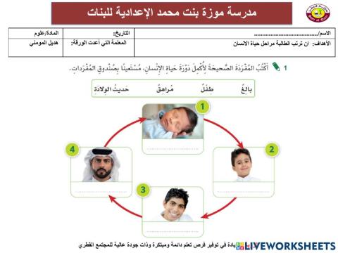 دورة حياة الانسان
