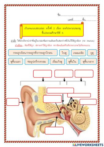 เก็บคะแนนสอบย่อย เรื่อง ส่วนประกอบของหู