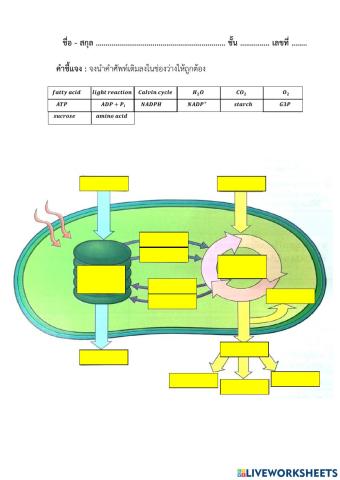 การสังเคราะห์ด้วยแสง