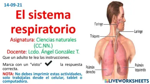 Sistema respiratorio