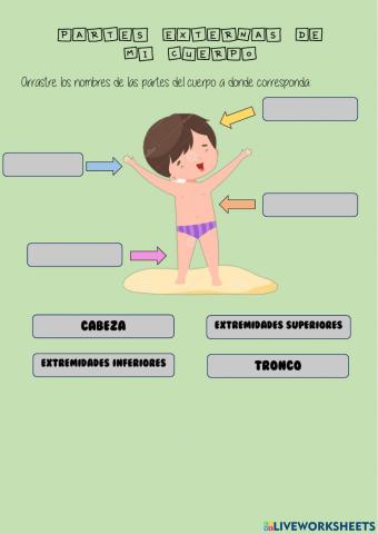 Partes externas del cuerpo