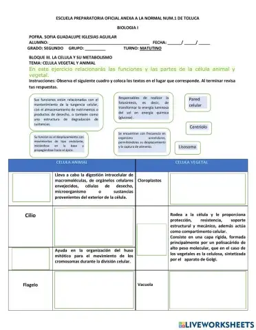 Estructura de la celula vegetal y animal