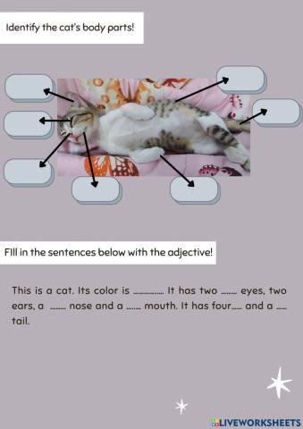 Grade 7 KD 3.7 (cat)