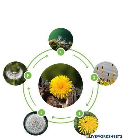 Life cycle of a dandelion