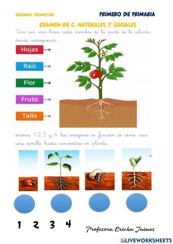 Examen de C, Naturales y Sociales