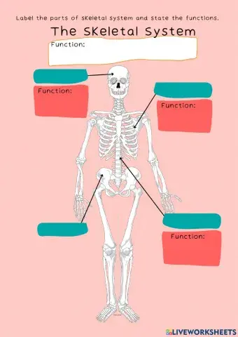 Skeletal Systems