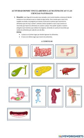 El sistema digestivo y las matematicas