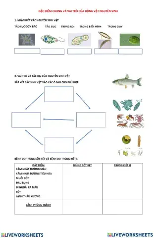 Bài 7. đặc điểm chung và vai trò của động vật nguyên sinh