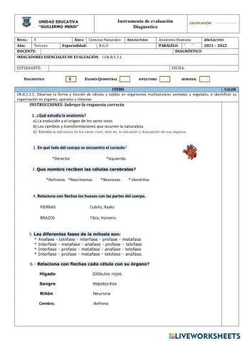 Prueba de Diagnostico de Anatomía