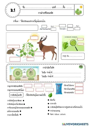 การดำรงชีวิตของพืช