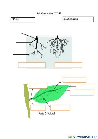 Diagram of leaf and roots