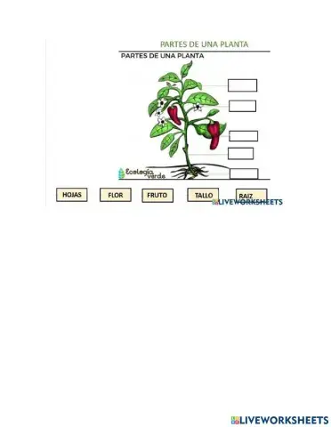 Partes de la planta