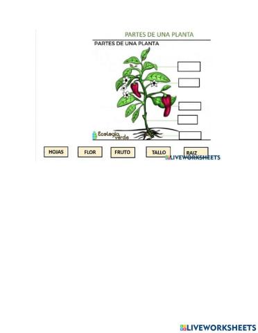 Partes de la planta