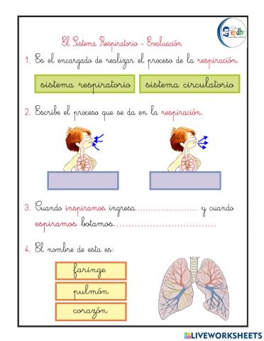 Sistema respiratorio