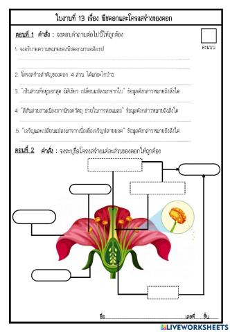 การสืบพันธุ์และการขยายพันธุ์พืชดอก