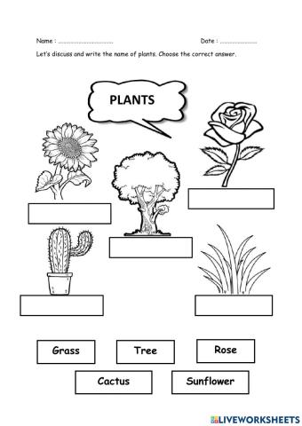 Plant and flower names