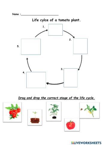 Lice Cycle of a tomato