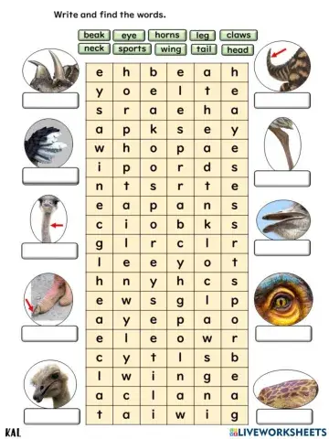 English year 4 : AMAZING ANIMALS