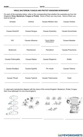 Virus, Bacteria, Protist, Fungus