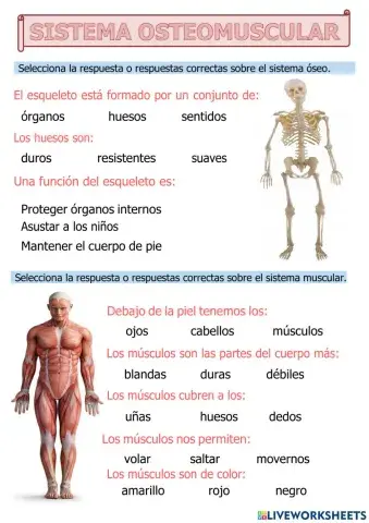 Sistema osteomuscular