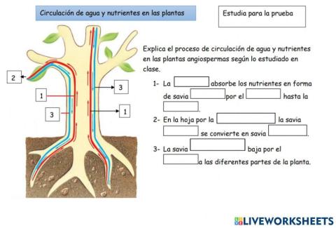 Circulación en las plantas