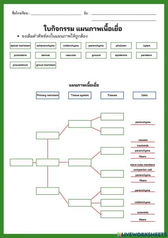 ใบกิจกรรม เนื้อเยื่อพืช