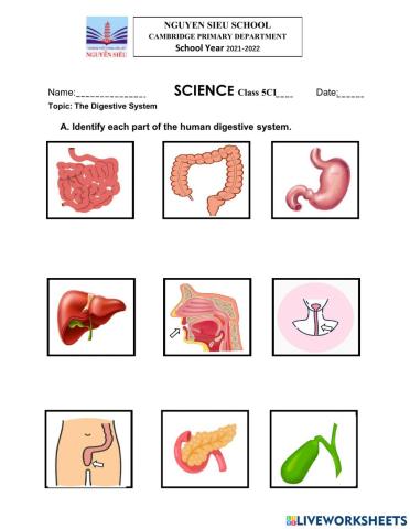 The Digestive System