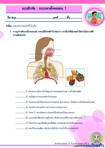 ระบบหายใจของคน