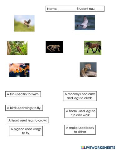 Body parts and movements of animals