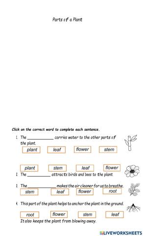 Parts of a plant 2