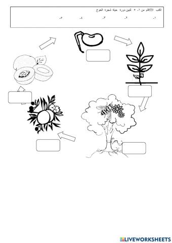 دورة  حياة النبات