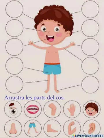 Dibuixos parts del còs 1