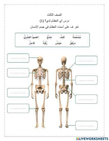 الهيكل العظمي