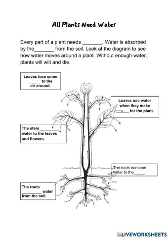 Needs of Plants