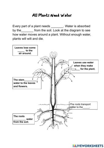 Needs of Plants