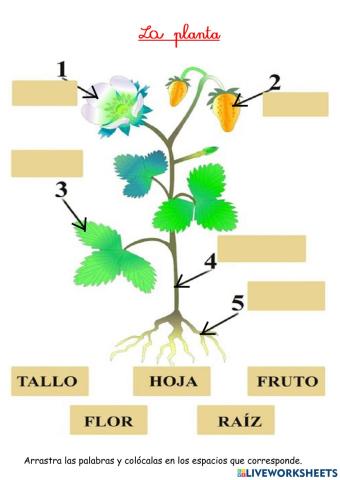 La planta, partes, ciclo, necesidades