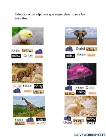Adjectives & Animals